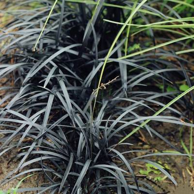 基地出售黑麦冬草 花坛花镜配植 道路庭院小区公路旁绿化常用草