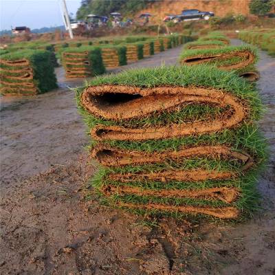 台湾青草基地厂家绿化卷草卷草