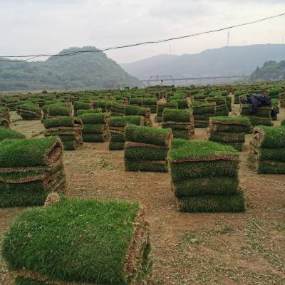 湖南草坪草皮草卷马尼拉百慕大兰引三号台湾草