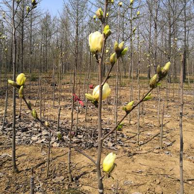 黄花玉兰树苗价格-图片