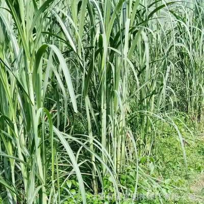 象草种子上新象草种子批发养殖牧草质量无忧饲料饲草一级牧草