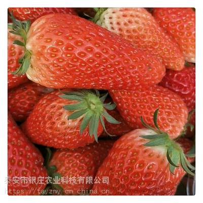 【山东草莓苗批发】_山东草莓苗批发优质供应商推荐 中国供应商
