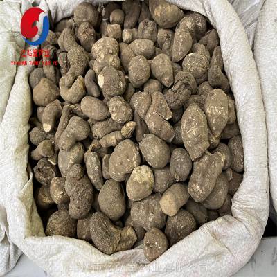 中药材蛇附子 石老鼠市场咨询