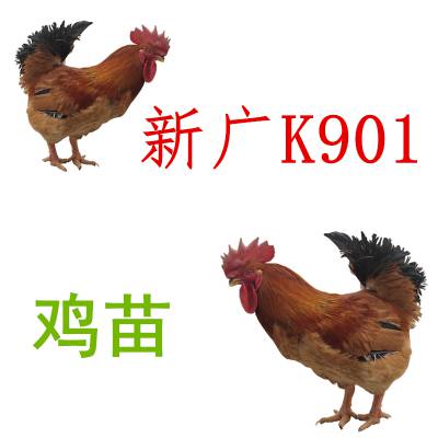 厂家新广k901鸡苗新广k901鸡苗品种