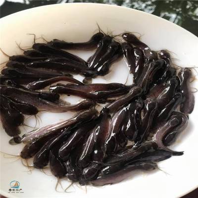 埃及苗塘虱鱼苗埃及胡子鲶苗塘角鱼苗抗病力高