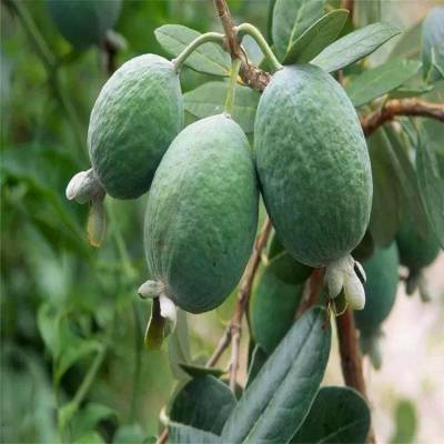 大量出售菲油果 菲油果树 菲油果树苗 绿化苗木
