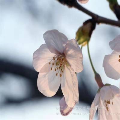 供应染井吉野樱东京樱花日本樱花樱花苗木樱花小苗樱花嫁接苗