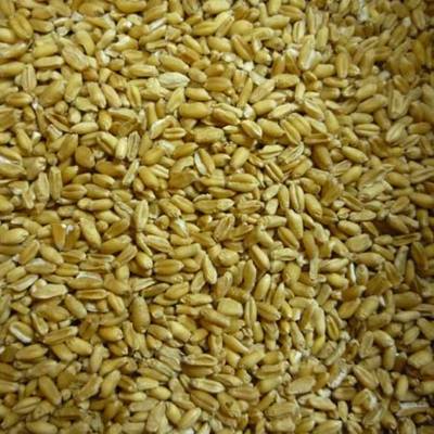 浮小麦多少钱一斤浮小麦