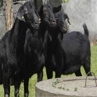 供应马头黑山羊公羊努比亚黑山羊种母羊价格萨能黑山羊养殖场