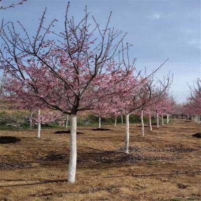 早樱种植方法7公分晚樱8公分9公分10公分樱花树
