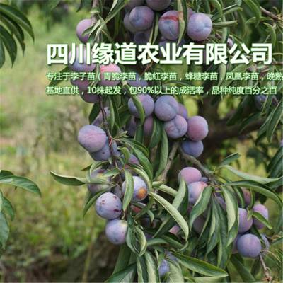 30贵州脆红李苗单价_贵州脆红李苗批量出售四川 新都区四川缘道农业