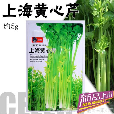 韩育上海黄心芹实心黄芹种子批发黄芹菜种子黄嫩西芹绿叶黄心