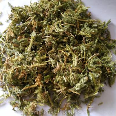 中药材大伸筋草伸筋草分筋草分经草马尾千金草青蛇勒公鹿角草裤带藤