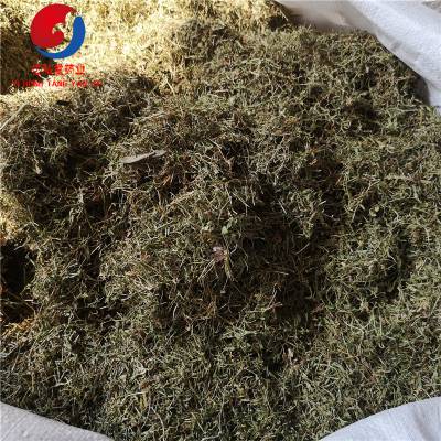 正宗猪屎草砂药草白地茜猪屎潺产地