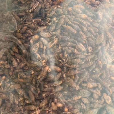 地牯牛药用什么功效金沙牛产地批发价哪里购买便宜