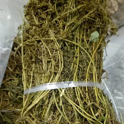 鱼腥草功效与作用鱼胆草猫人参中药材鱼腥草哪里有卖