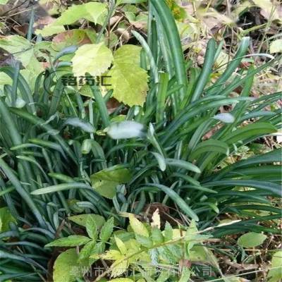 中药材山鸟毒野生老鸦蒜产地大货药食同源散装无杂质上千种中药材