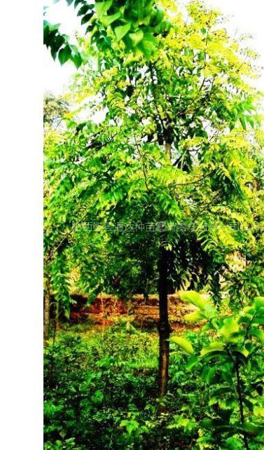 供应美国黑核桃树