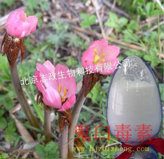 【供应鬼臼毒素(足叶青毒素; 足叶草素;足叶毒素;鬼臼脂素)】图片