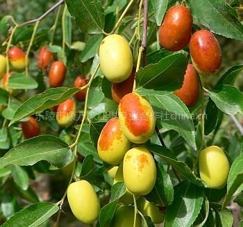 【供应鲜长红枣】图片