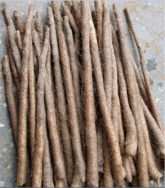 郑州哪里有卖温县正宗铁棍山药的便宜