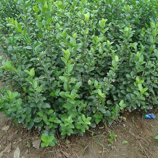 媒眼丨“乱石滩”长出万亩林海 张掖开启四季造林新模式遏制风沙危害吸引鸟类栖息(图1)