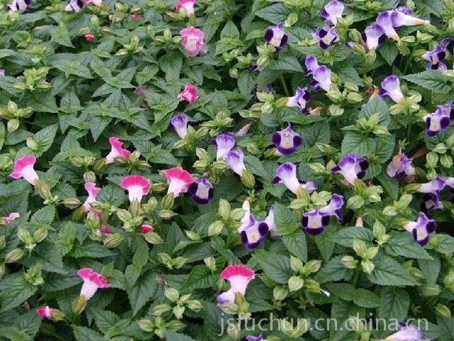 基地 四季草花供应夏堇夏堇苗自产自销基地种植量大优惠 价格 厂家 中国供应商