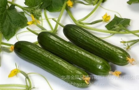 【供应供应少刺,果肉厚,皮薄水果黄瓜】价格_厂家 - 中国供应商