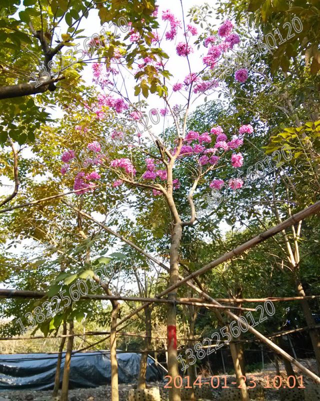 供應紅花風鈴木紫花洋紅櫻花黃花圖片