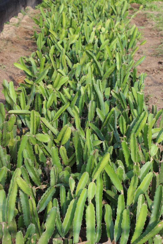 供应大量红心火龙果苗台湾大红品种兴达出品图片查看详情