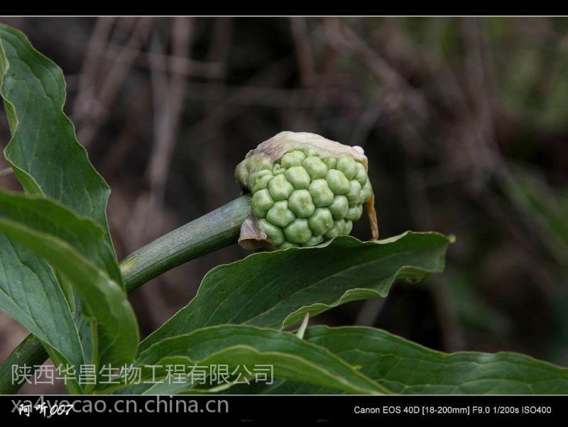 供应天南星提取物(天南星10:1)