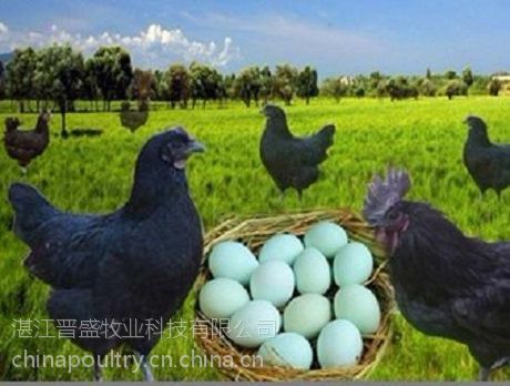 厂家绿壳蛋鸡苗价格，专业育种公司批发