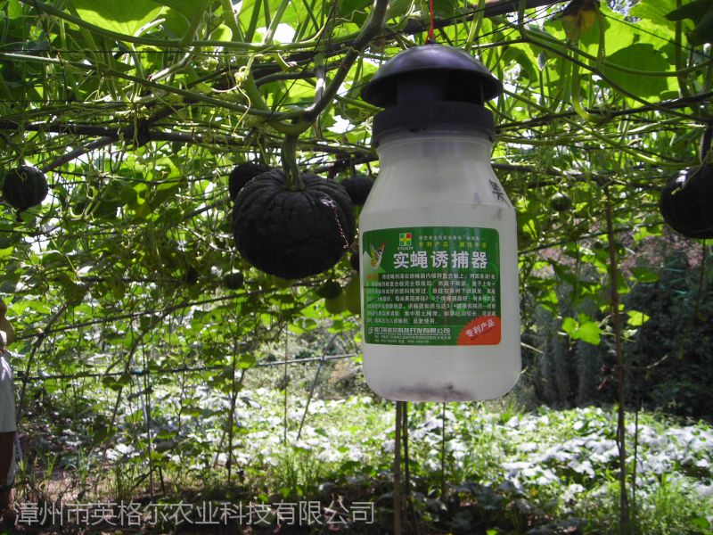 果实蝇性诱剂诱捕器诱多多针蜂粘板英格尔桔小实蝇诱虫板果蝇瓜实蝇诱