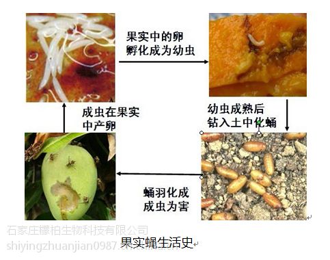 供应供应快黏瓜果实蝇粘胶板小果实蝇大果实蝇瓜实蝇针锋枣实蝇瓜蛆