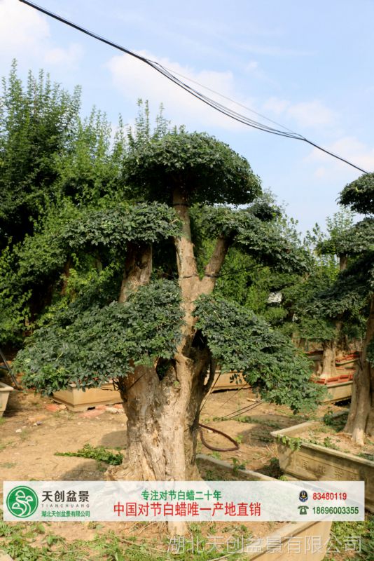 【對節白蠟盆景|對節白蠟大型古樁產地直銷|編號01】圖片