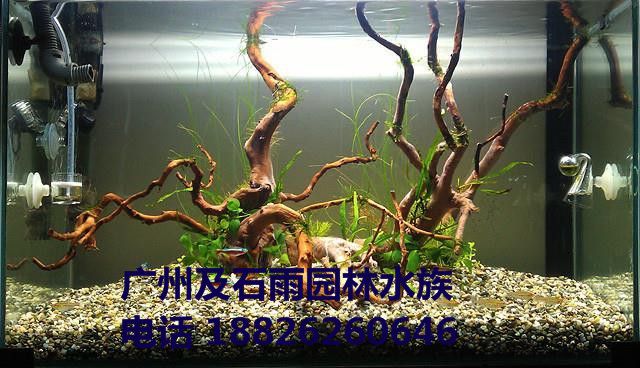 广州及石雨园林水族用品有限公司