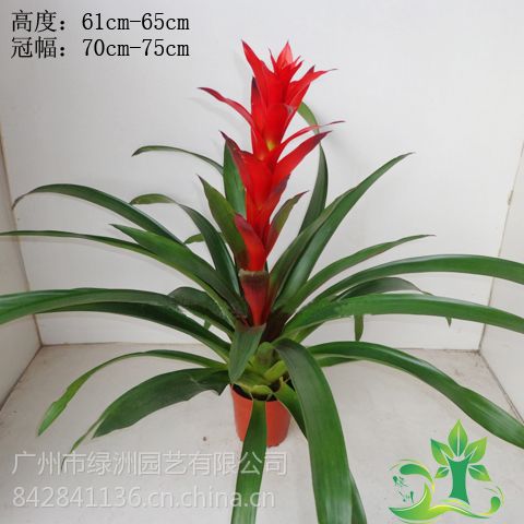 供应室内观花盆栽凤梨 红星鸿运当头13年 年宵花批发基地供应价格 中国供应商