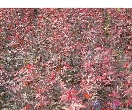 【供應紅楓小苗】圖片