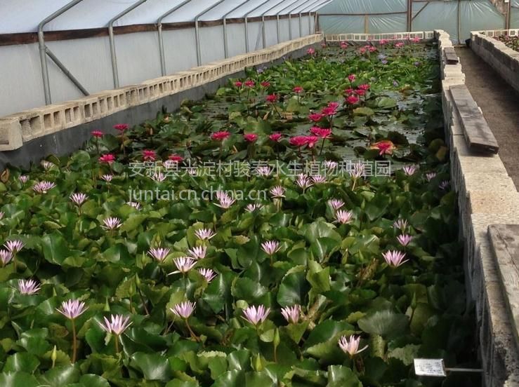 供应山东睡莲种苗山西睡莲苗陕西睡莲苗完善的睡莲种苗基地