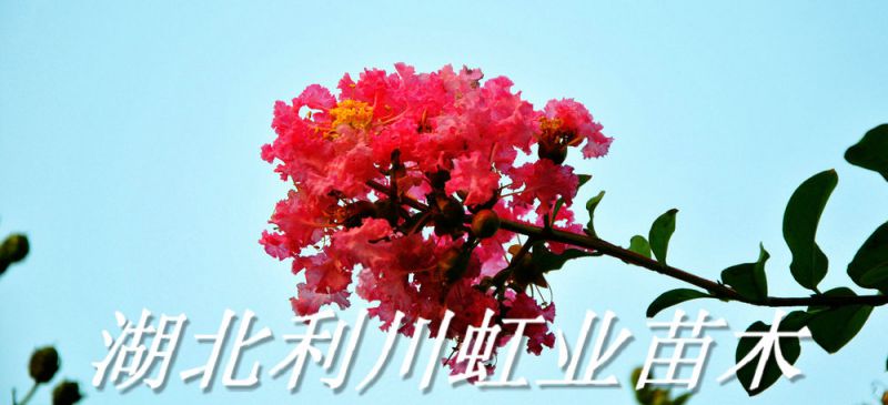 珍贵苗木