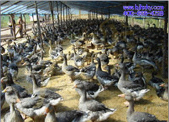 宝博体育- 宝博体育官网- 宝博体育APP下载 BaoBoSports高原温室结出“民族团结致富果”