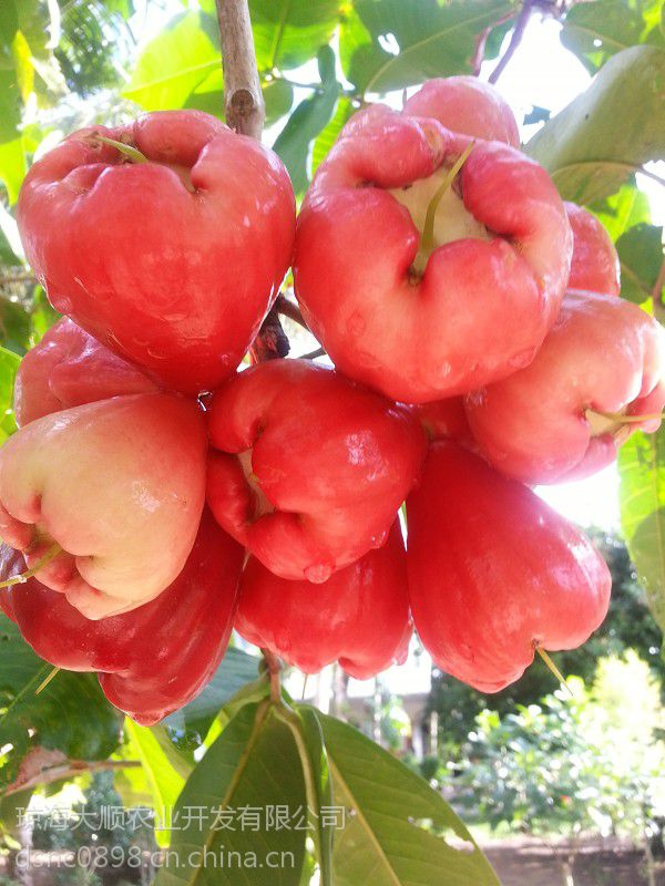 台湾大叶红莲雾