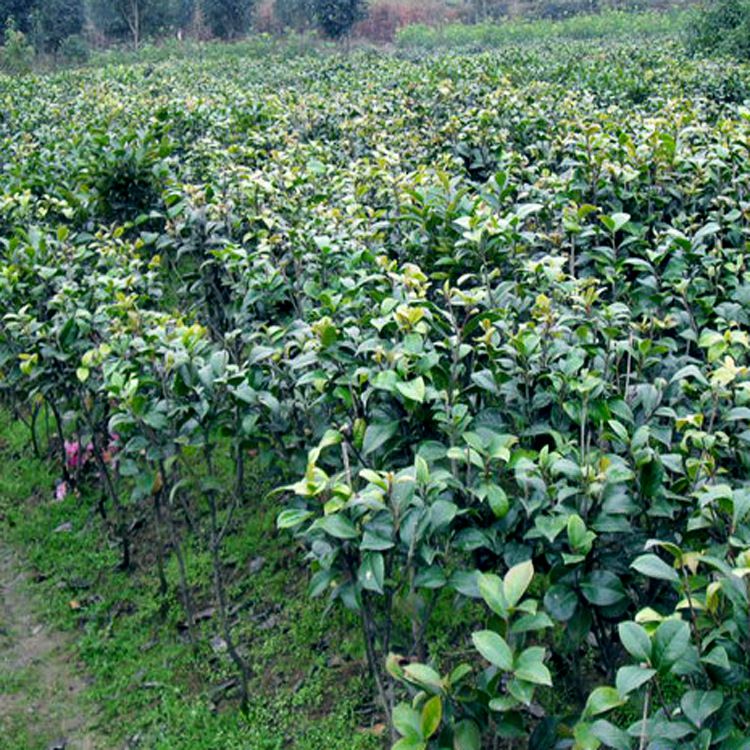 供应大量批发供应温江城乡绿化苗木彩叶灌木茶花