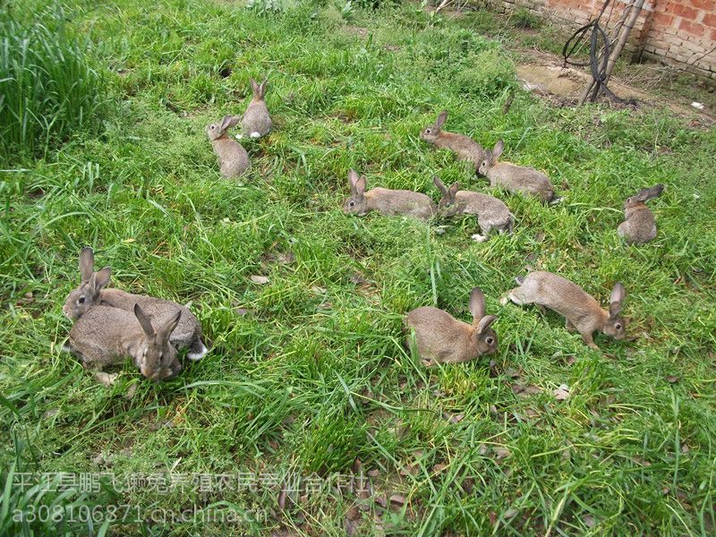供应湖南肉兔种兔养殖场种兔苗批发零售图片