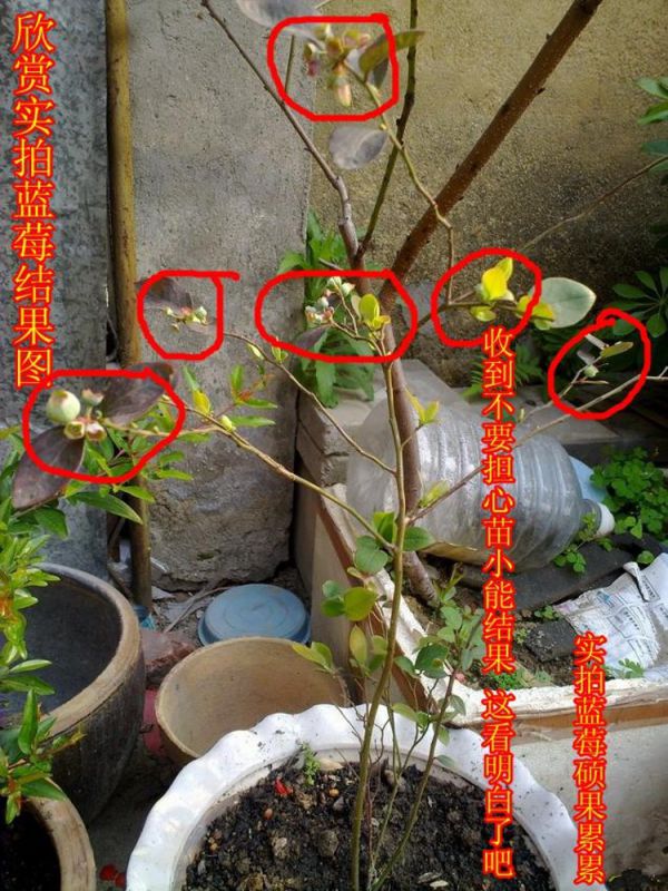 供应蓝莓苗批发南北高丛蓝莓兔眼蓝莓蓝莓基地蓝莓树苗包活越桔