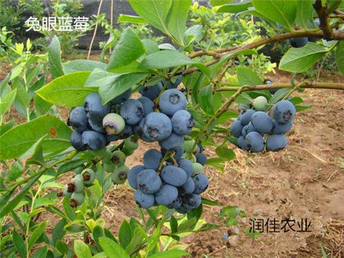 蓝莓苗多少钱一棵？泰安润佳农业大量供应优质高产蓝莓苗