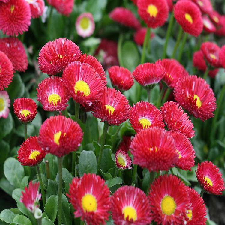 供应地被植物 雏菊 又名春菊 马兰头花 幸福花价格 中国供应商 供应地被植物 雏菊 又名春菊 马兰头花 幸福花价格 中国供应商