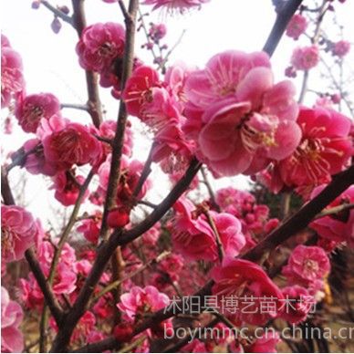 供应风景树梅花桩梅花盆景红梅花苗红梅树苗花红树形奇特- 供应商网