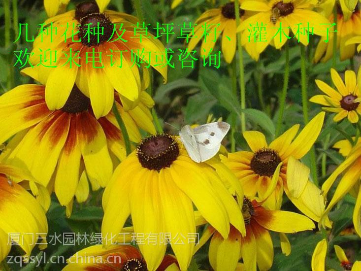 南县景观花籽油菜籽 波斯菊 硫华菊 麦秆菊 矢车菊 花环菊、、花种种子批发