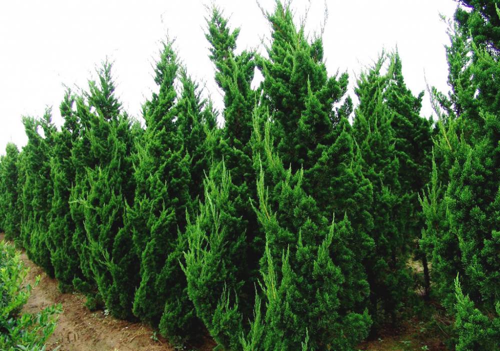 供应潢川河南桧